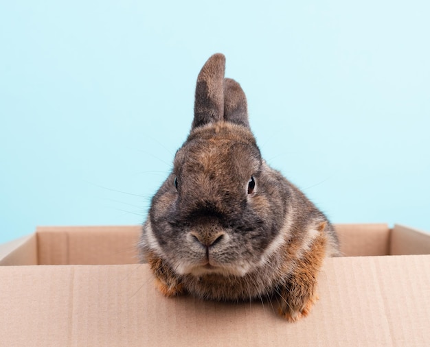 Osterhase, Urlaub im Frühling, Kopierraum, Grußkarte, blauer Hintergrund