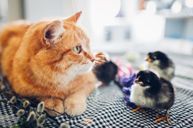 Osterhuhn, das mit netter Katze spielt. Kleine mutige Küken, die zwischen Blumen und Ostereiern mit Ingwerkatze spazieren. Freunde