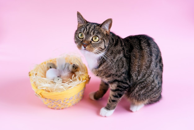 Osterkonzept. Lustige Hauskatze mit Korb voller Ester-Eier auf der rosa Oberfläche