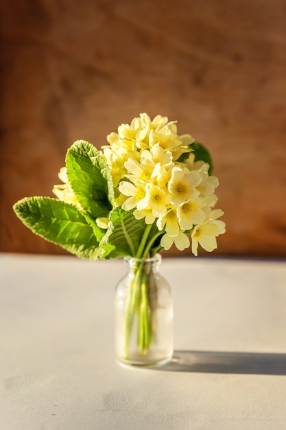 Osterkonzept. Strauß der Primelprimula mit gelben Blumen in der Glasvase auf hölzernem Hintergrund. Inspirierender natürlicher blühender Frühling oder Sommer blühender Hintergrund. Speicherplatz kopieren.