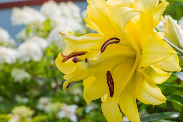 Osterlilie, Longflower-Lilie, Nahaufnahme der Blume der gelben Lilie in voller Blüte Schöne gelbe Hemerocallis auf grüner Natur