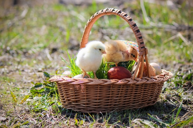 Ostern. Osterdekorationen in einem Korb. Frühling. Selektiver Fokus