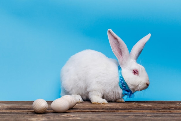 Ostern weißes Kaninchen