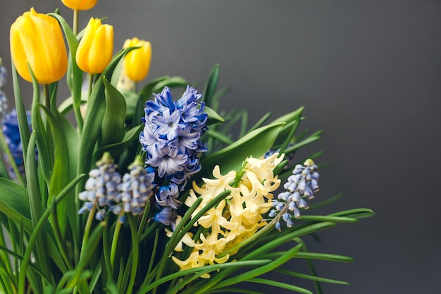 Ostern-Zusammensetzung von Frühlingsblumen. Gelbe Tulpen, Hyazinthen, blaue Muscari auf grauem Hintergrund. Feiertagsdekoration. Raum