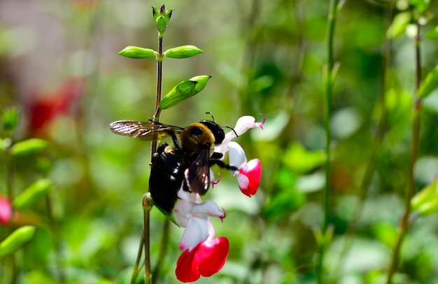 Ostliche Schreinerbiene auf Hot Lips Salvia