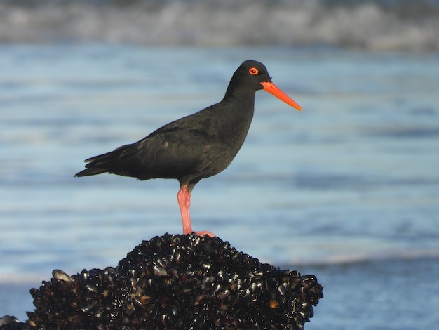 Ostraceiro africano