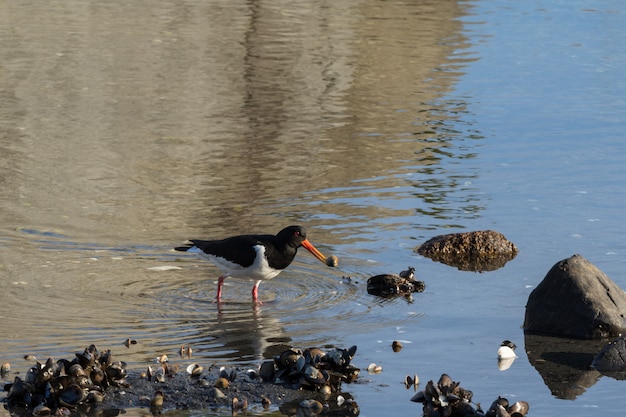 Ostraceiro da Eurásia. Haematopus ostralegus, em uma praia catando amêijoas em Aust-Agder, Noruega