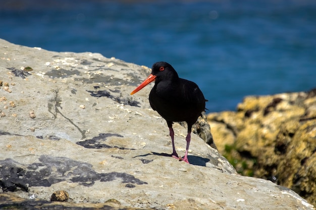 Ostraceiro variável Muriwai Beach, Nova Zelândia