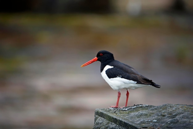 Ostraceiros nos mouros