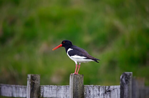 Ostraceiros nos mouros