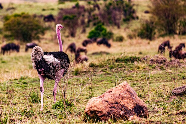 Ostras Aves Animais selvagens Mamíferos Savana Plantação Maasai Mara Reserva Nacional de Caça Parque Naro