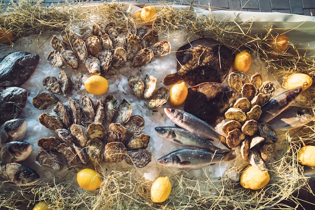 Ostras e outros frutos do mar no gelo.