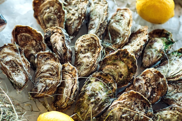 Ostras e outros frutos do mar no gelo.