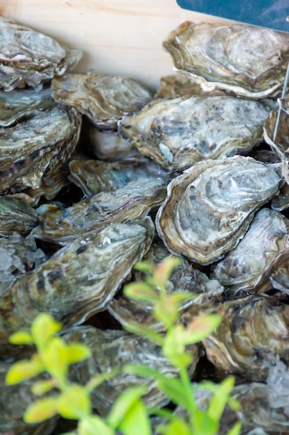 Ostras frescas en el mostrador de mariscos