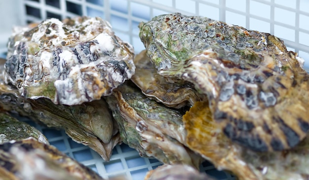 Ostras recém-capturadas em uma caixa no mercado Pesca e venda de frutos do mar