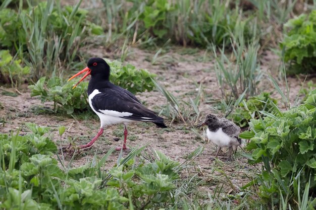 Foto ostrero haematopus ostralegus con pollito