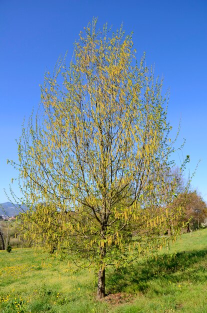 Ostrya virginiana in Blüte.