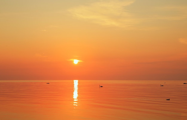 Ostsee am frühen Morgen goldener Sonnenaufgang über dem Meer Schwäne auf dem Meer vor dem Hintergrund von Sonnenaufgang und Sonnenlicht Kurzeme Lettland