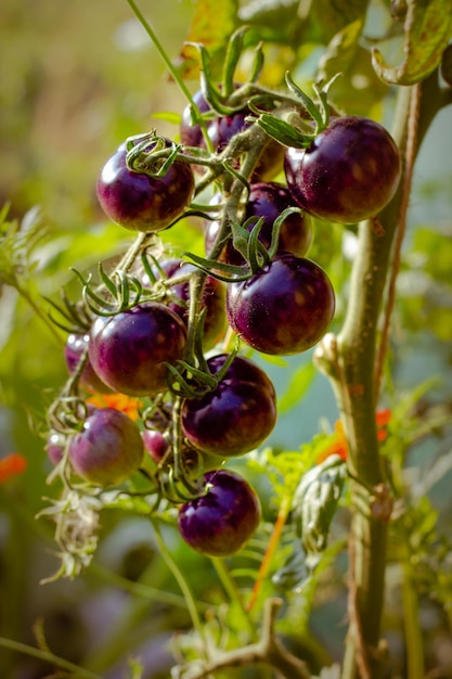 Foto osu tomates azules en invernadero