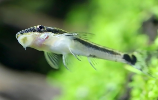 Otocinclus en acuario plantado