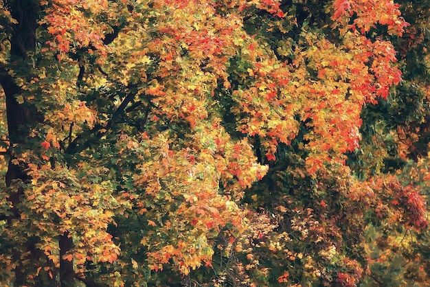 otoño en alemania / parque de la ciudad en europa, alemania paisaje otoñal