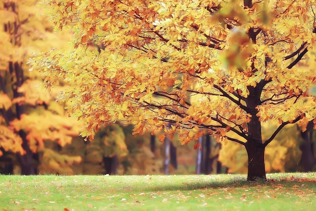 otoño en alemania / parque de la ciudad en europa, alemania paisaje otoñal