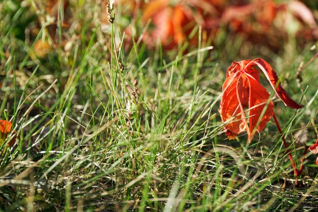 Foto el otoño en el alma