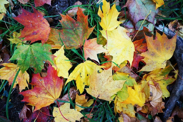 Otoño amarillo anaranjado marrón hojas del arce en el suelo hierba verde