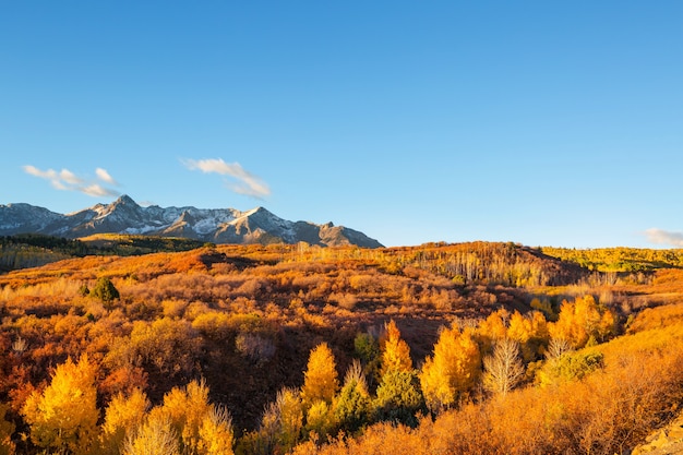 Otoño amarillo colorido en Colorado, Estados Unidos. Temporada de otoño.