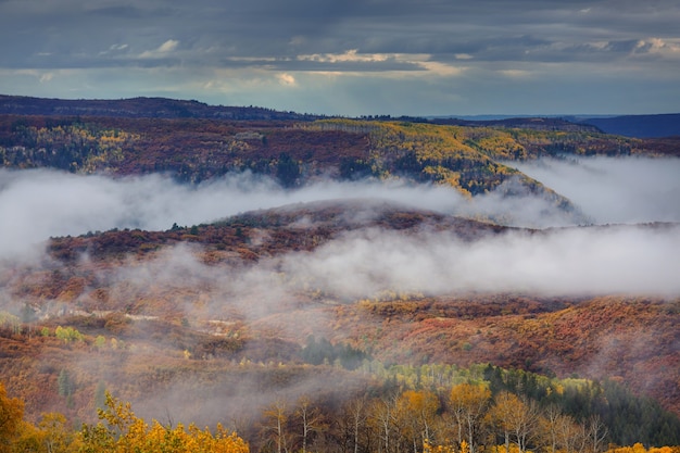 Otoño amarillo colorido en Colorado, Estados Unidos.