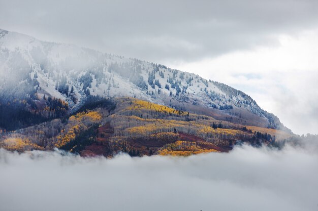 Otoño amarillo colorido en Colorado, Estados Unidos.