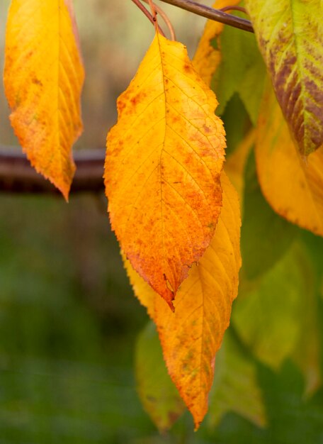 Otoño amarillo degradado hoja del cerezo closeup