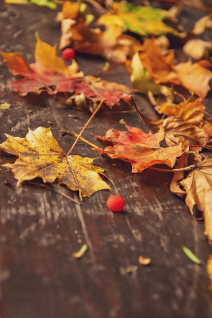 Foto otoño amarillo hoja de arce hermoso fondo de otoño