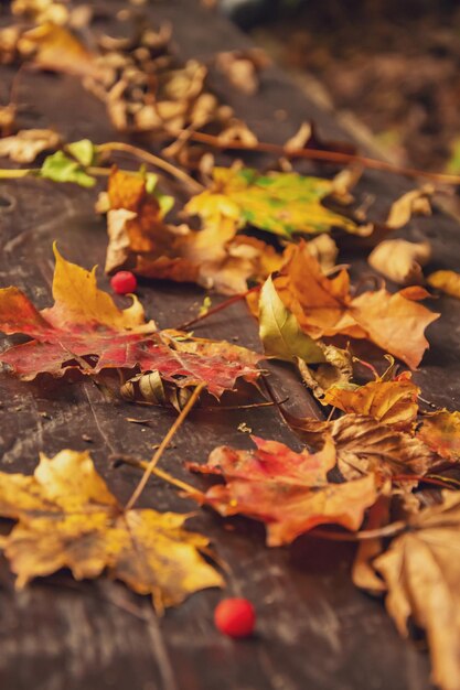 Foto otoño amarillo hoja de arce hermoso fondo de otoño