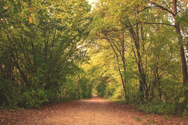 Foto otoño amarillo hoja de arce hermoso fondo de otoño