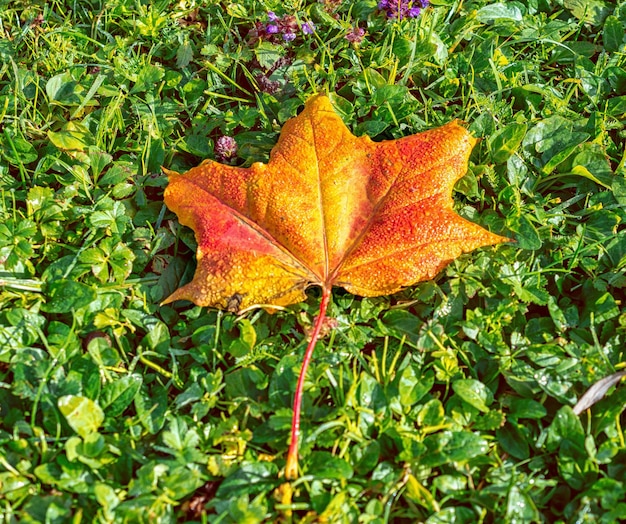 Otoño amarillo hoja de arce hermoso fondo de otoño