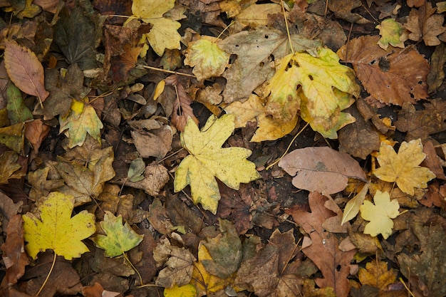 otoño amarillo y marrón hojas secas en el suelo, vista superior