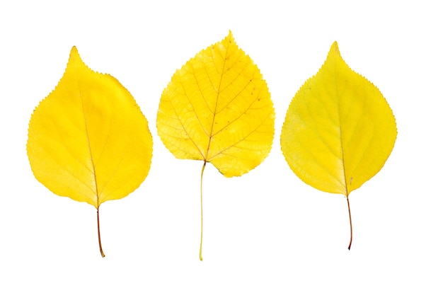 Otoño amarillo tres hojas de álamo aislado sobre fondo blanco.