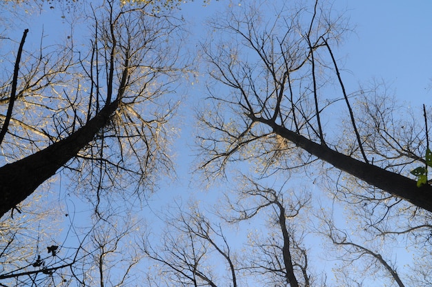 Otoño árbol y cielo