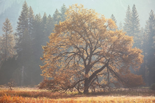 otoño árbol