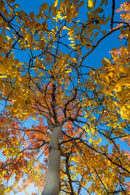 Foto otoño árbol