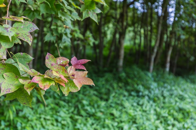 Foto otoño de arces en el parque.