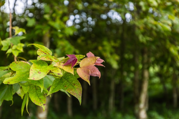 Otoño de arces en el parque.