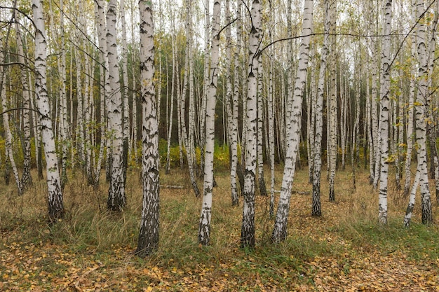 Otoño en el bosque de abedules. Hojas amarillas caídas.