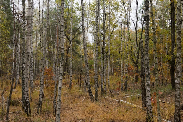 Otoño en el bosque de abedules. Hojas amarillas caídas.