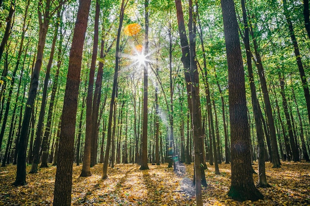 Otoño bosque árboles naturaleza oro madera luz del sol fondos