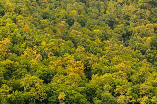 Otoño de bosque de árboles verdes que viene Hermoso fondo con vista superior en el bosque