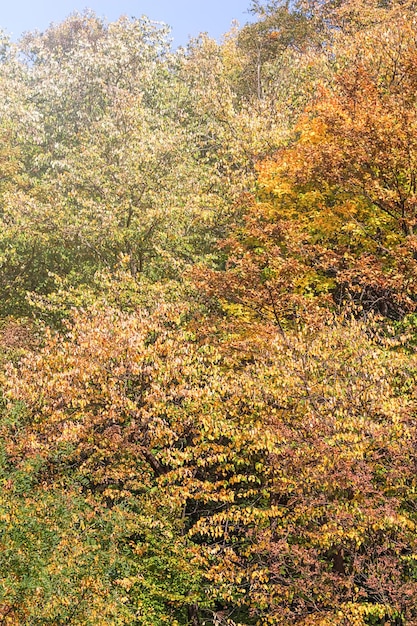 Otoño bosque colorido árboles y hojas, árboles de otoño de fondo, patrón de textura de otoño