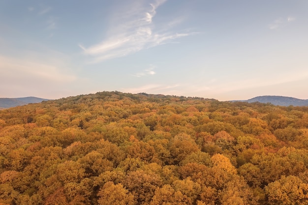 Otoño bosque colorido árboles y hojas vista aérea