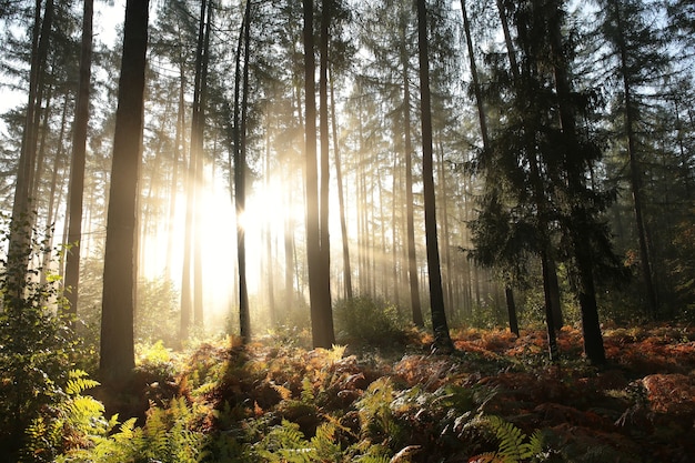 Otoño bosque de coníferas en tiempo de niebla durante el amanecer